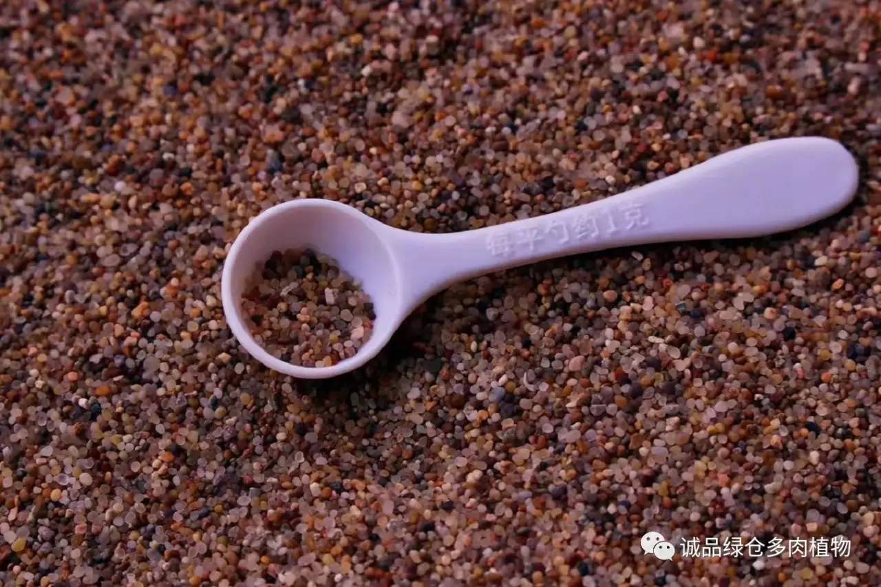 涨姿势|当不成学霸总得做一回“播”霸(夏播生石花第38天)