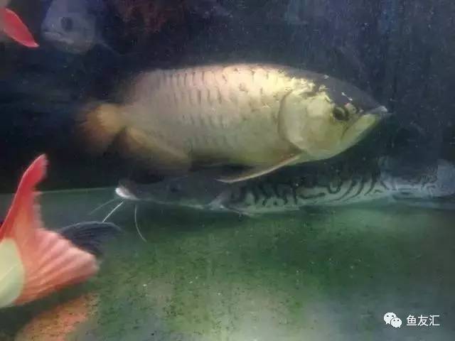 超变态的捕鱼达人,高密度大型猛鱼