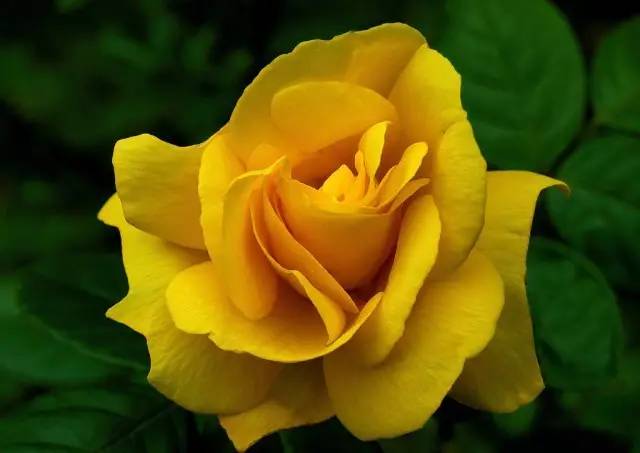 玫瑰花特征和知识,植物百科依兰花