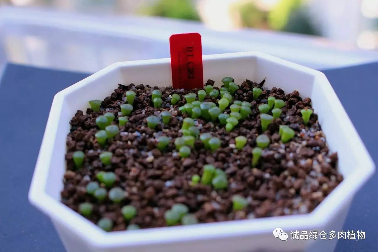 涨姿势｜当不成学霸总得做一回“播”霸（夏播生石花第38天）