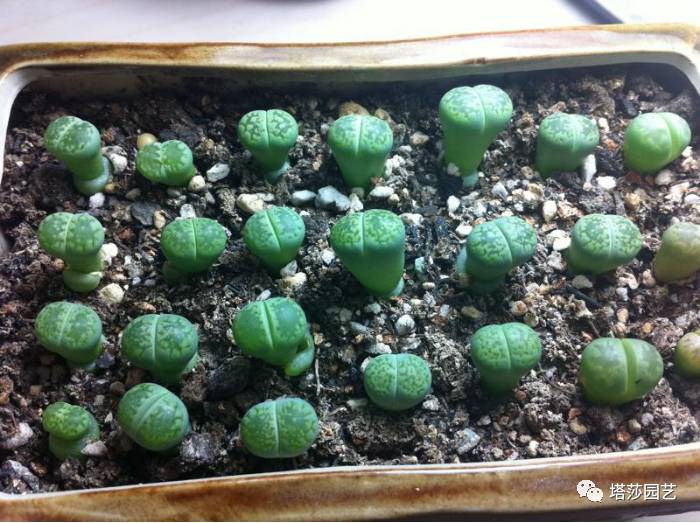 生石花最好养的品种,生石花品种大全图谱和价格