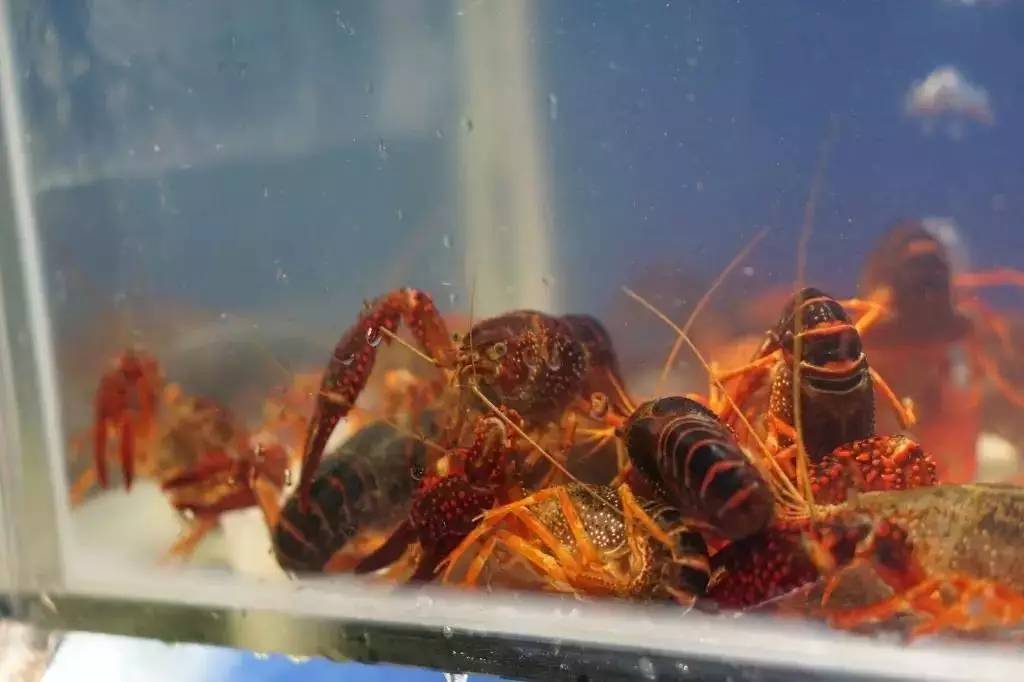 长沙河西哪家油爆虾最好吃,长沙十大最好吃的口味虾店推荐