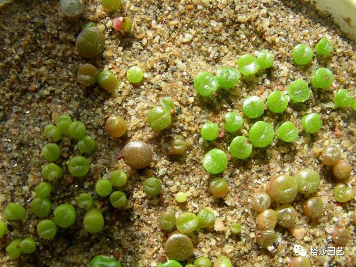 生石花最好养的品种,生石花品种大全图谱和价格