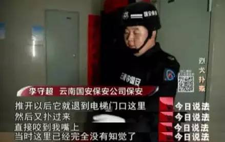 十大最可怕暴力犬,十大极度可怕暴力犬