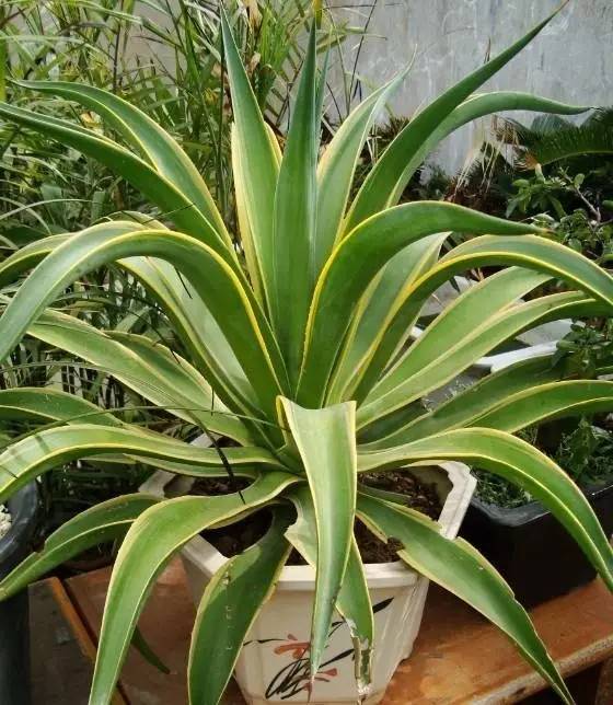 秋季可以扦插的花有哪些,秋季扦插的植物什么时候移盆