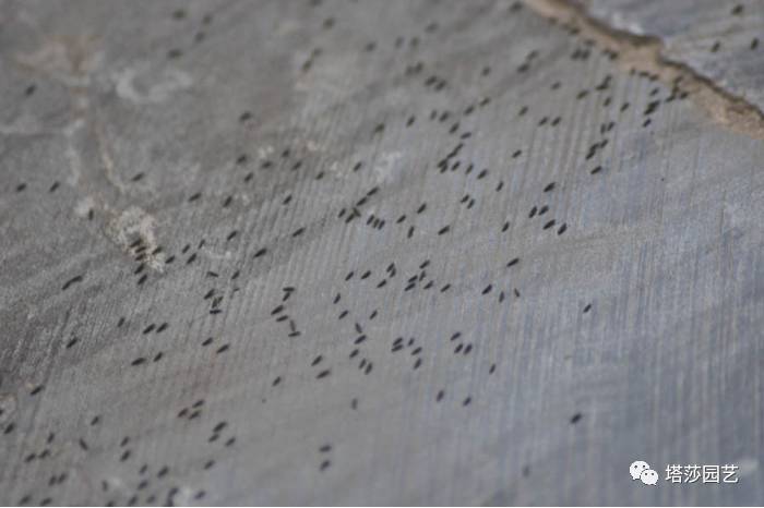 生石花最好养的品种,生石花品种大全图谱和价格