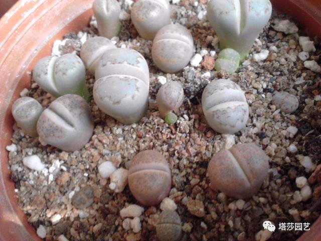 生石花最好养的品种,生石花品种大全图谱和价格