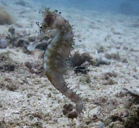 海马入缸几天喂食,海马种植