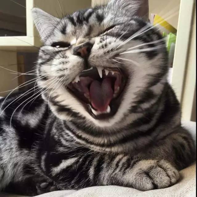 好物节福利,好利来周年庆员工礼品