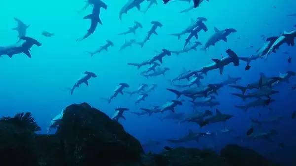 船宿潜水要什么水平,从零开始的潜水教练