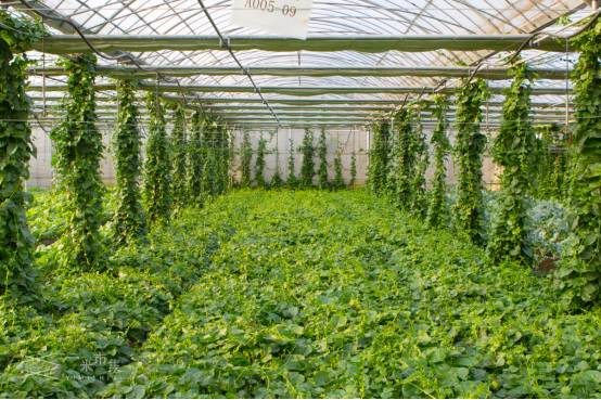 想做一家农场,有机农场和生态农场的区别