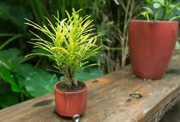 秋季可以扦插的花有哪些,秋季扦插的植物什么时候移盆