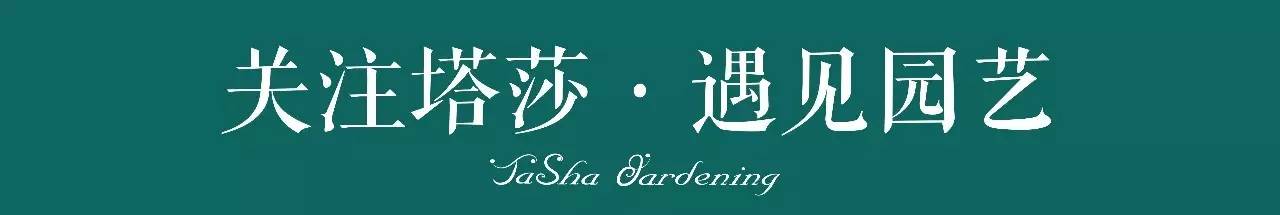 生石花最好养的品种,生石花品种大全图谱和价格