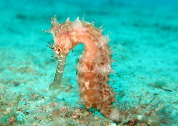 海马入缸几天喂食,海马种植