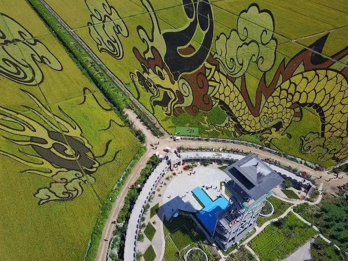 沈阳稻梦空间玉米,沈阳稻梦空间的水稻