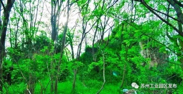 298000㎡！园区将要兴建42个足球场那么大的绿地公园！未来还有这么多公园要面世！