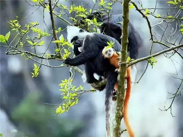 广西山清水秀好风光,广西山清水秀风景图片