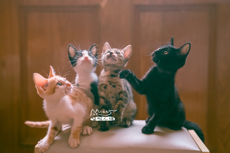 豆瓣日记10月,豆瓣日记