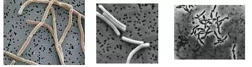 贵的酸奶,贵酸奶和便宜酸奶的区别