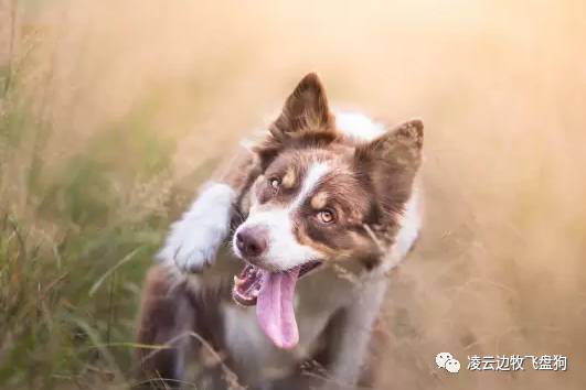 边牧怎么训练才听话的视频,边牧不听话教你几招正确训犬方法