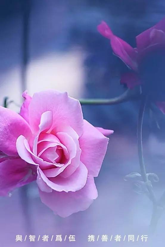 佛门关于爱情的偈语,佛门有关爱情的句子