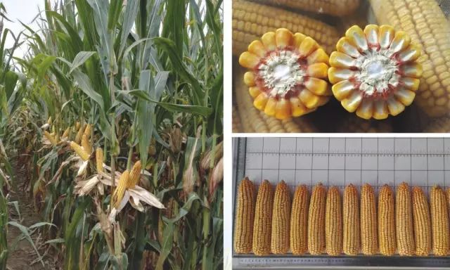 2021年玉米核心品种展示,中国玉米新品种图鉴官网