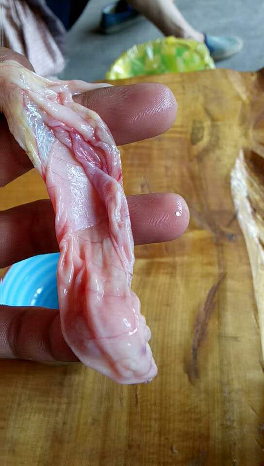 杀鸡后发现疑似鸡宝,杀鸡发现鸡宝怎么办