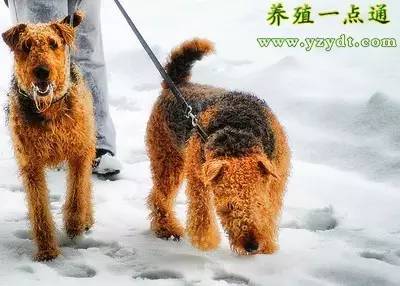 冬天怎么养狗保养最好,养狗技巧宠物护理