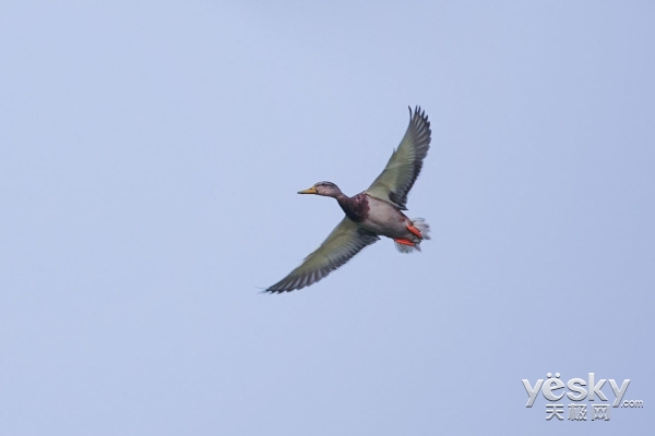 索尼黑卡RX10IV如何,索尼黑卡rx10iii怎么样