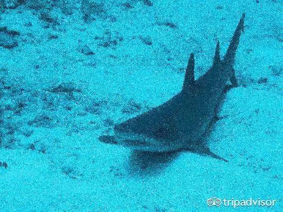 免签的海岛国家,斐济美丽的海滩