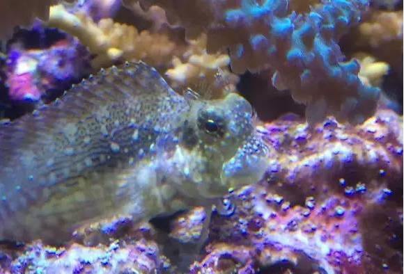 新手打理鱼缸,帮忙修理好鱼缸游戏