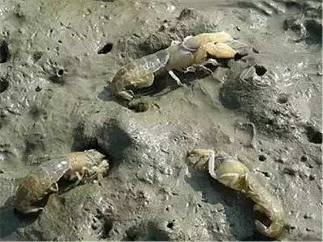 青岛的虾虎与琵琶虾,真正的青岛虾虎