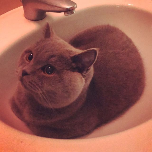 诺贝尔搞笑奖猫咪,搞笑诺贝尔奖猫咪