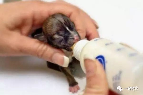 养宠知识长视频,新生犬0-1个月护理