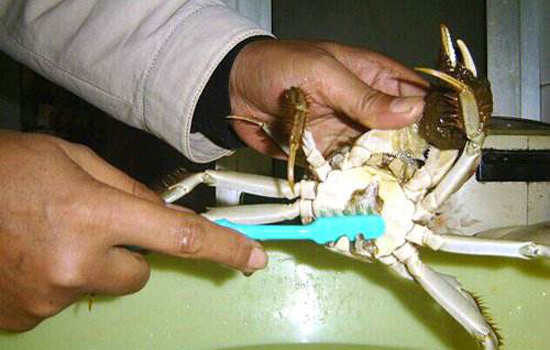 洗螃蟹怎么不被夹,被熟螃蟹扎到怎么处理伤口