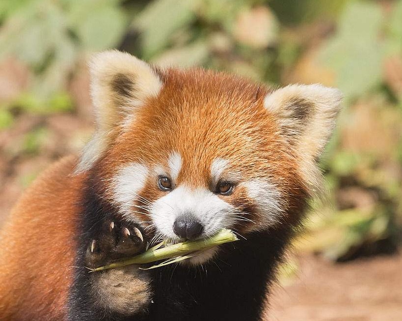 小熊猫越狱6小时后续,小熊猫越狱是什么样子的
