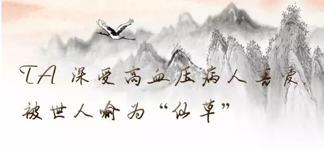 「百草园」那些“悬壶济世”的植物（二十七）罗布麻