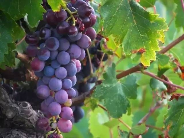 芜湖带住宿的农家乐有哪些,芜湖周边农家乐一日游推荐
