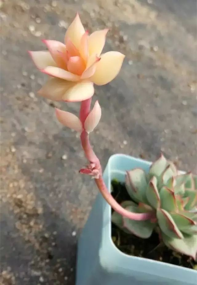 玩花剑的正确方法,花剑教程大全