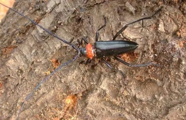 我是害虫！很多人却不认识我！