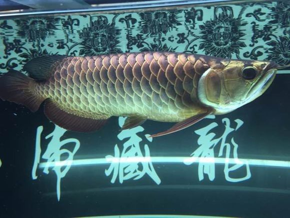 新手金龙如何饲养,金龙锁框