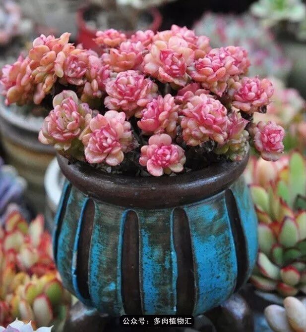 只有见过韩国肉友的阳台，才知道什么叫做物尽其用！