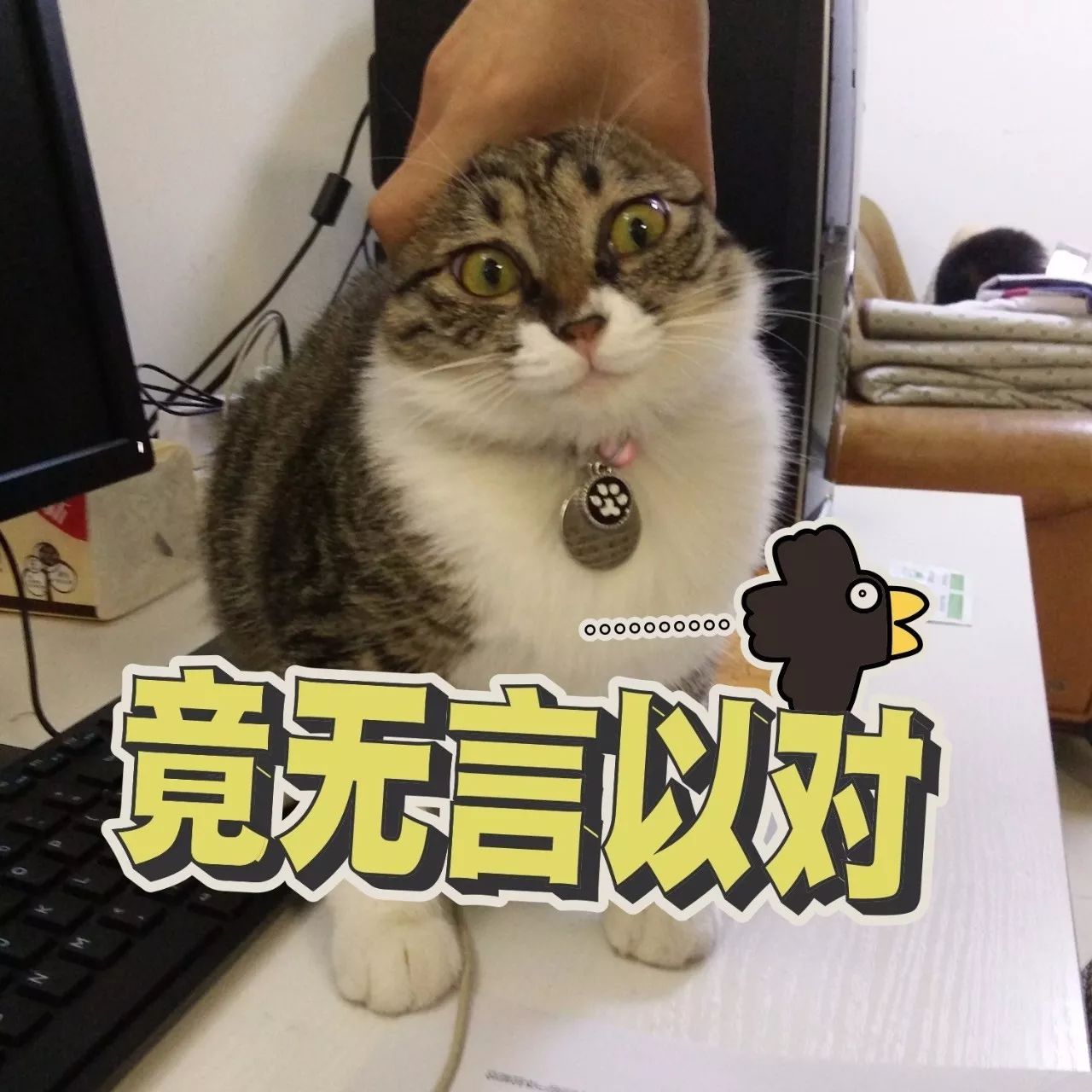 猫粮进口大牌,进口大颗粒猫粮