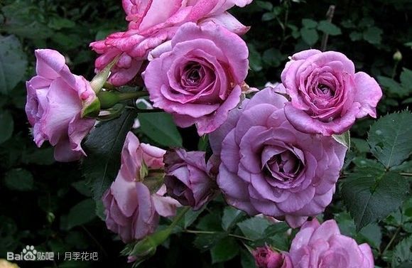 蓝紫色月季无刺品种有哪些,枝条细弱蓝紫色月季品种