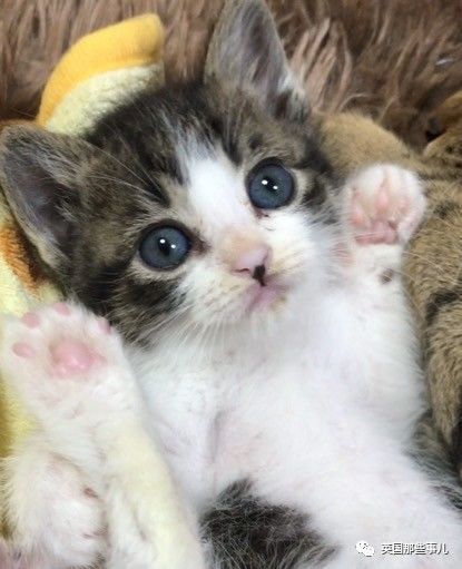 铲屎官养的猫夫妻,一对猫夫妇的铲屎官