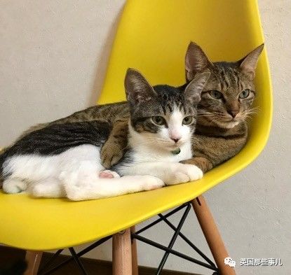 铲屎官养的猫夫妻,一对猫夫妇的铲屎官