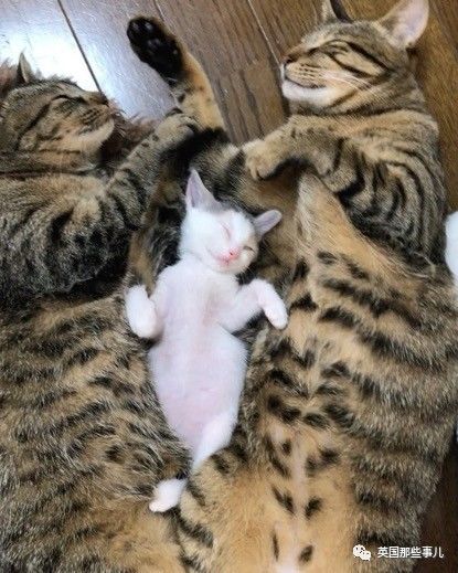 铲屎官养的猫夫妻,一对猫夫妇的铲屎官