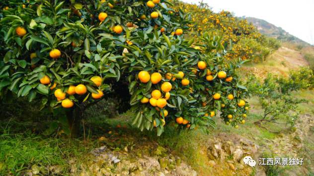 走遍江西省100县,走遍江西一百个县市区