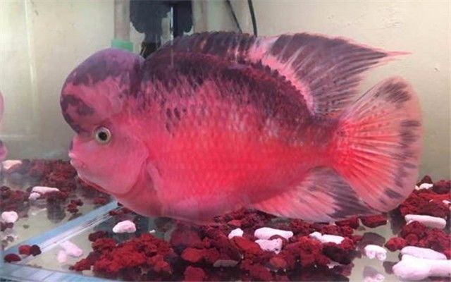 看错起沙与烧尾，导致爱罗错过了最佳发育期