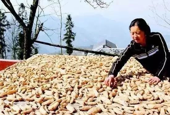 毕节天麻图片,中国大方天麻之乡介绍